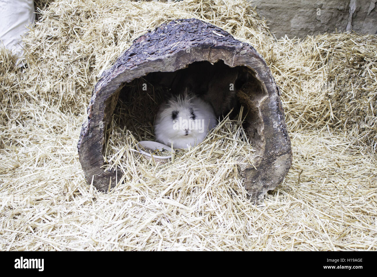 Le lapin dans une chaumière, les animaux et la nature Banque D'Images