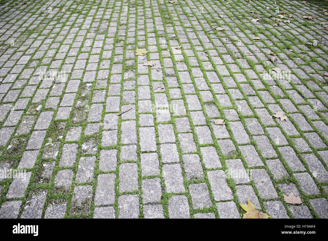 600x600 avec de la mousse et d'herbe en ville rue Banque D'Images