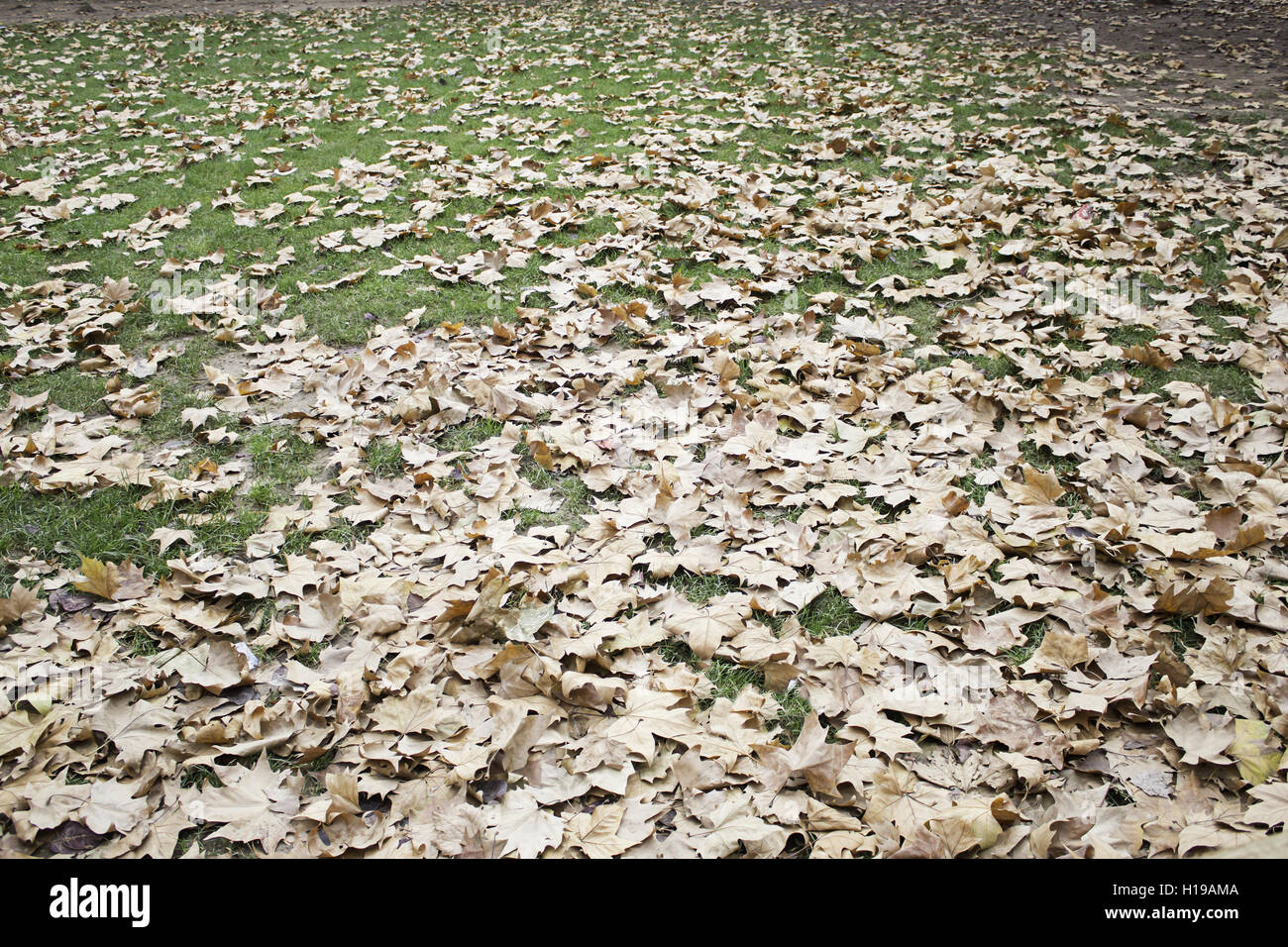 Le parc à l'arbre avec des feuilles dans le sol Banque D'Images