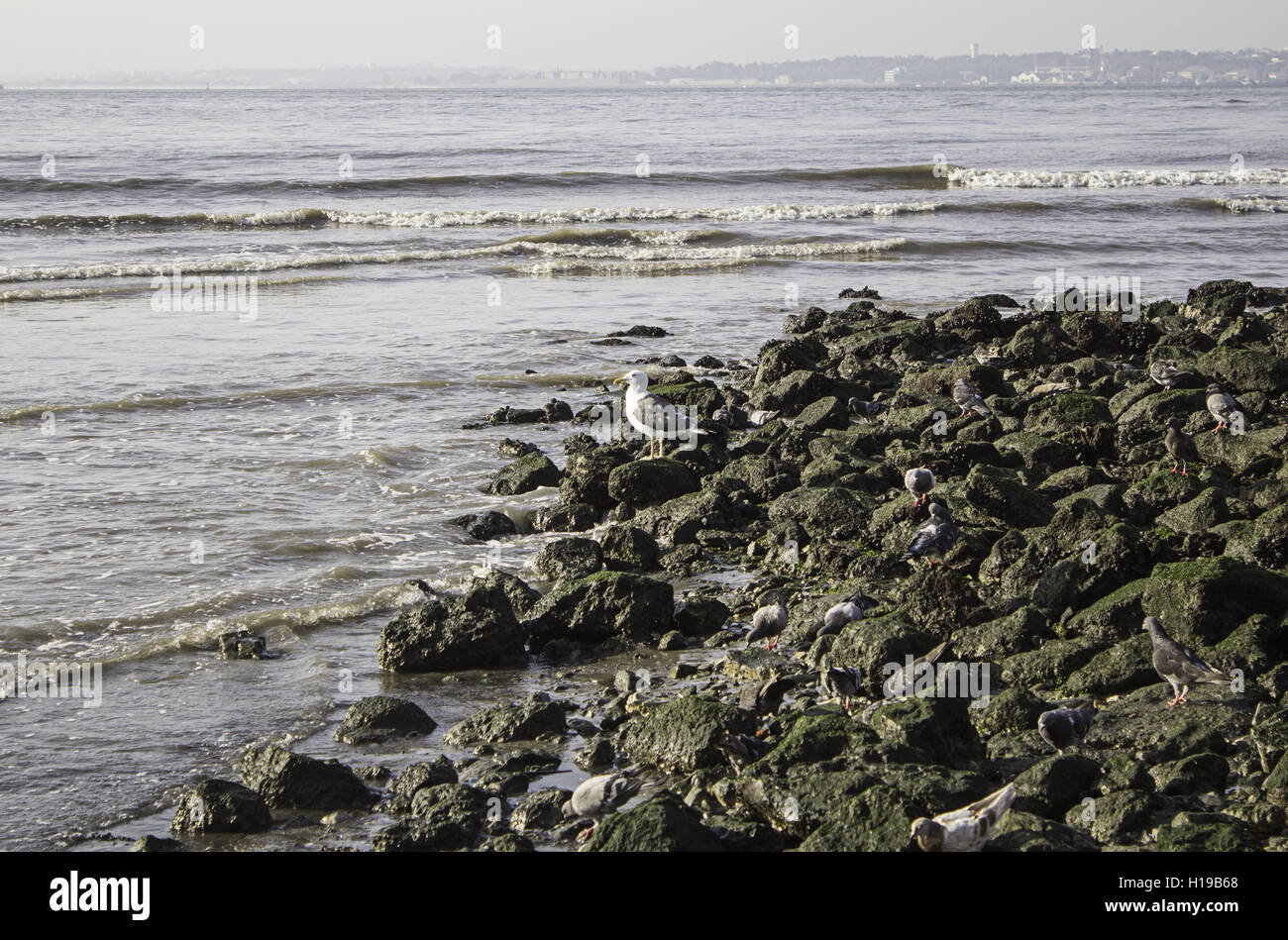 Sea Gull beach sur les roches, la nature et les animaux Banque D'Images