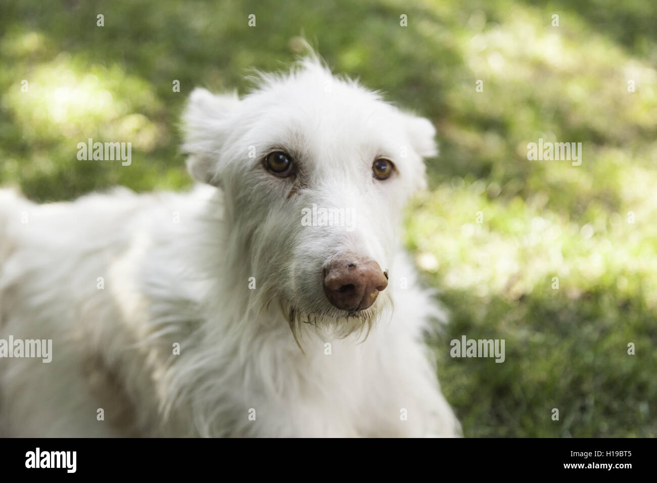 Triste à chien couché sur les animaux du jardin Banque D'Images