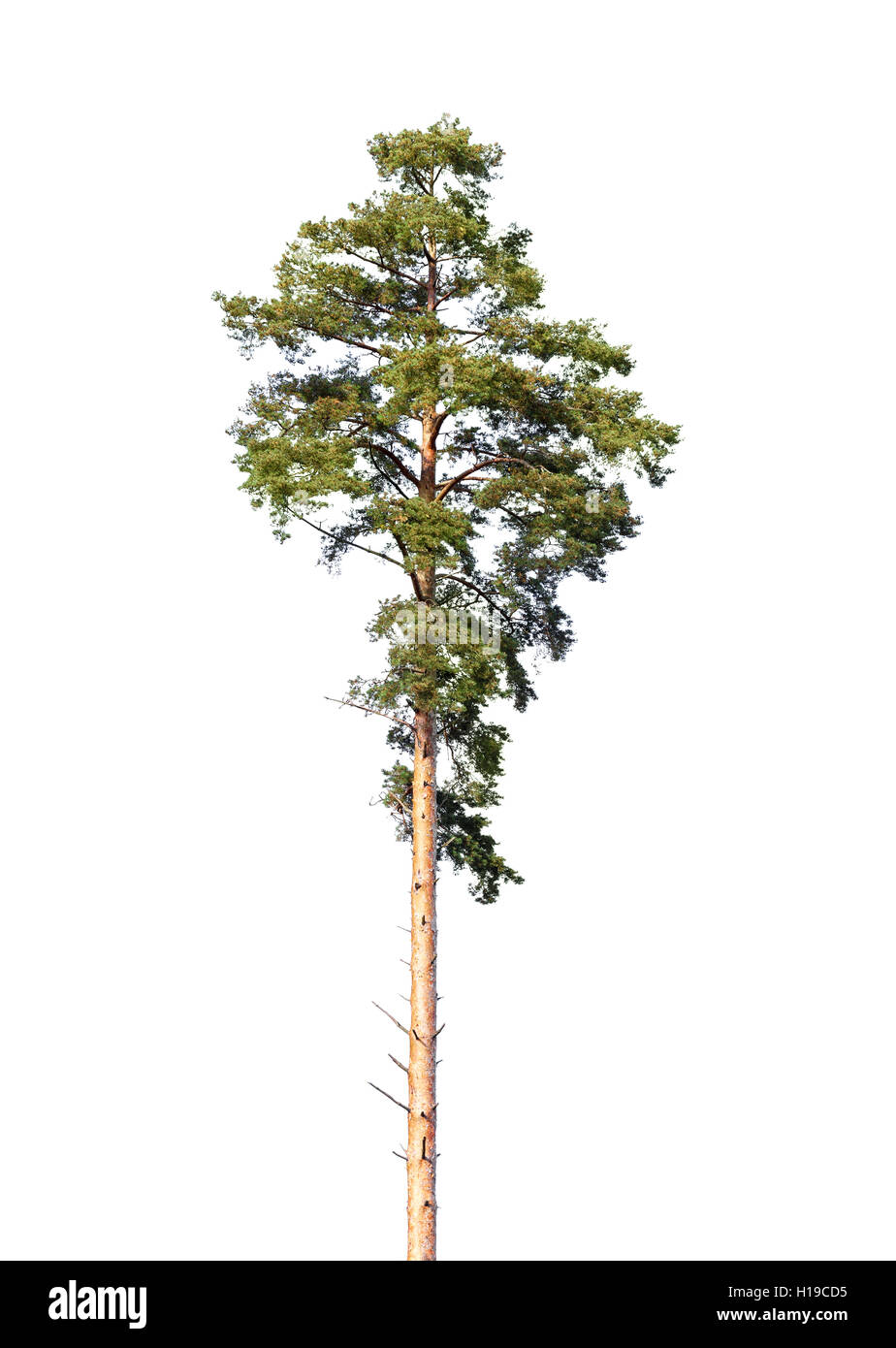 Pin européen isolé sur fond blanc Banque D'Images