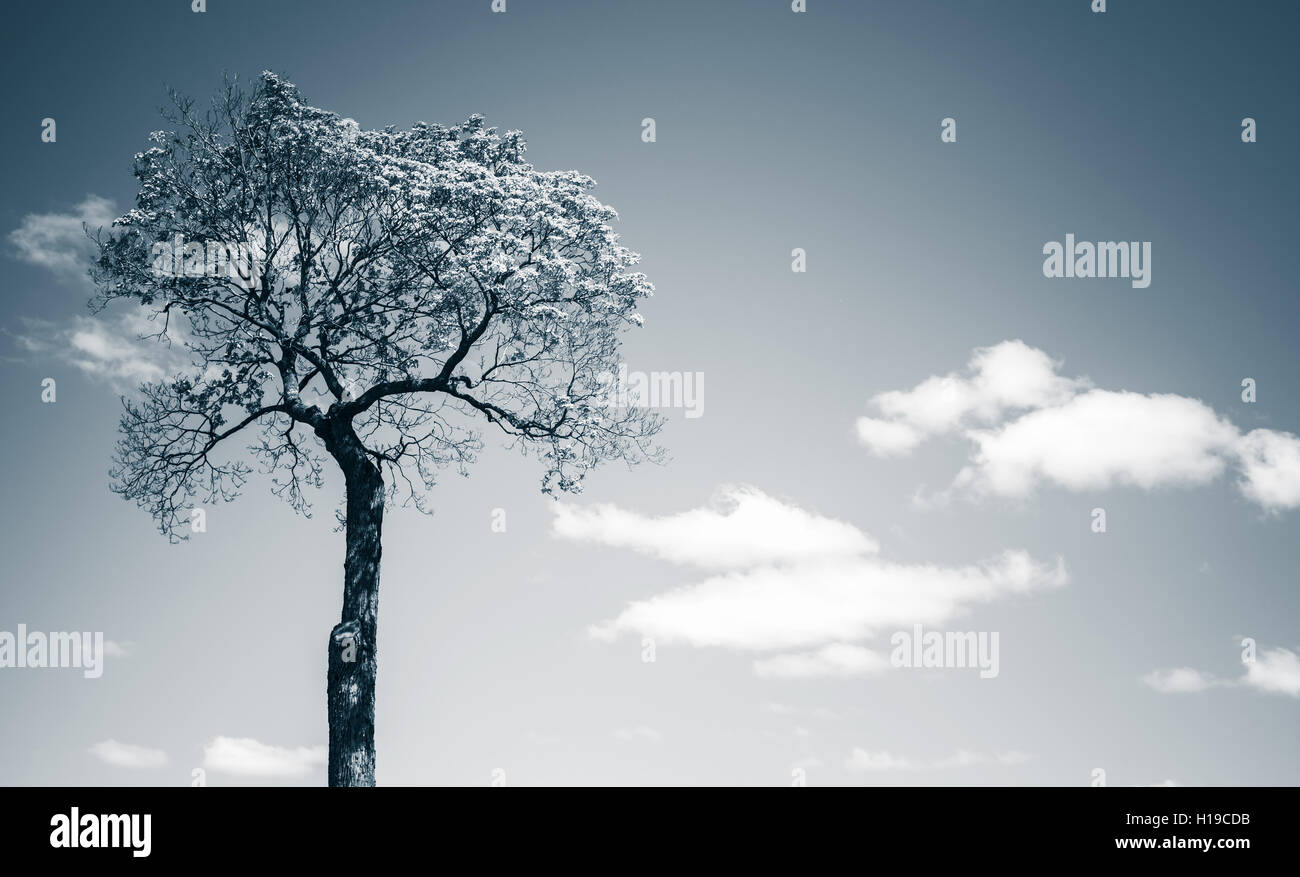 Petit arbre sur fond de ciel bleu avec des nuages blancs. Photo stylisée dans les tons bleus Banque D'Images