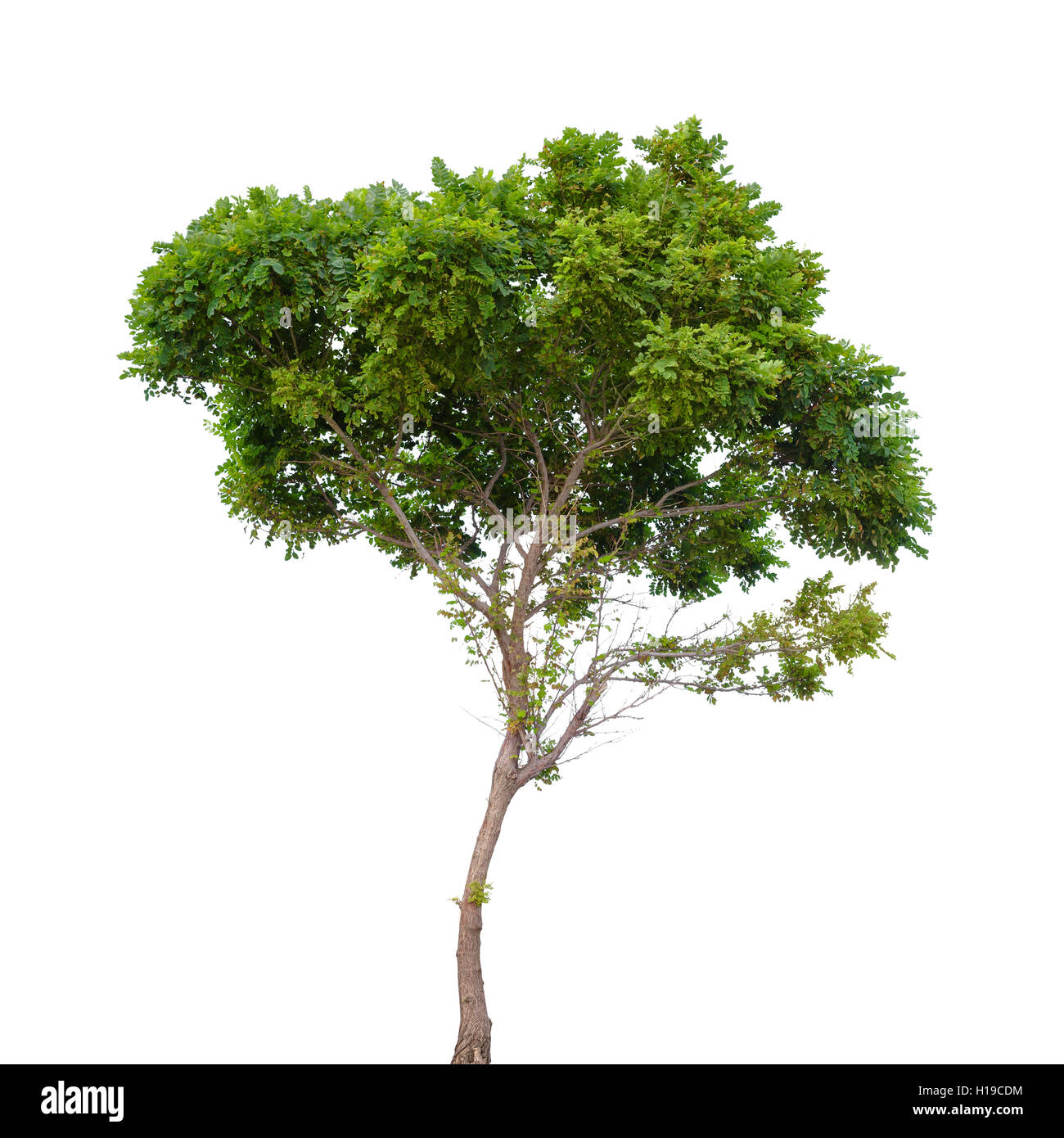 Robinia pseudoacacia. Petit arbre isolé sur fond blanc Banque D'Images