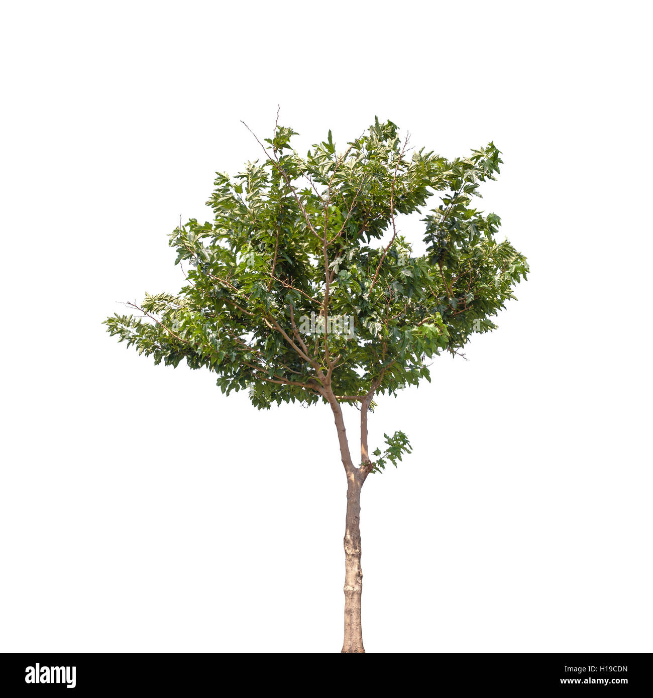 Petit arbre isolé sur fond blanc. Robinia pseudoacacia Banque D'Images