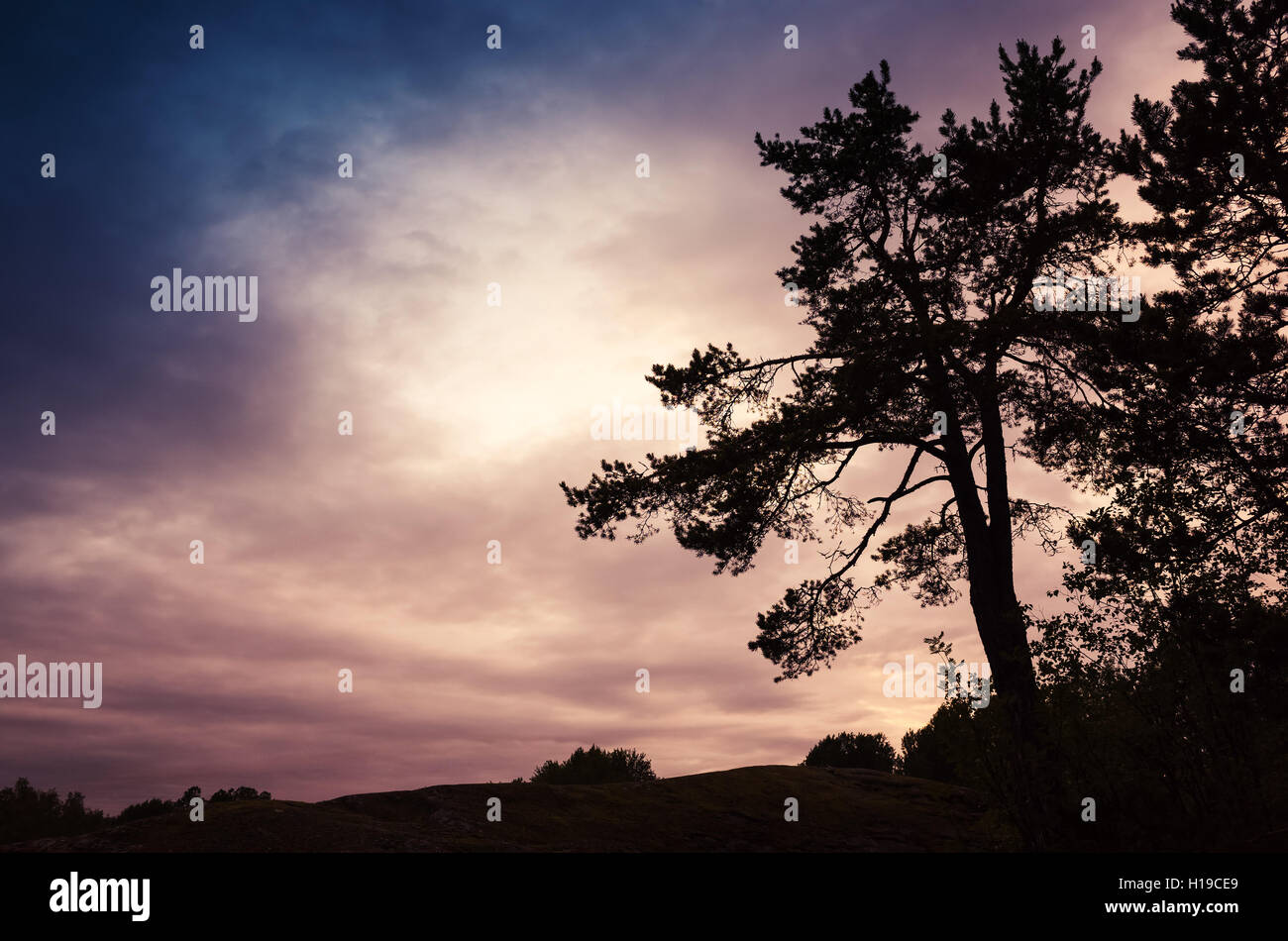Silhouette noire de pin en forêt la nuit sous le ciel nuageux spectaculaires colorés Banque D'Images