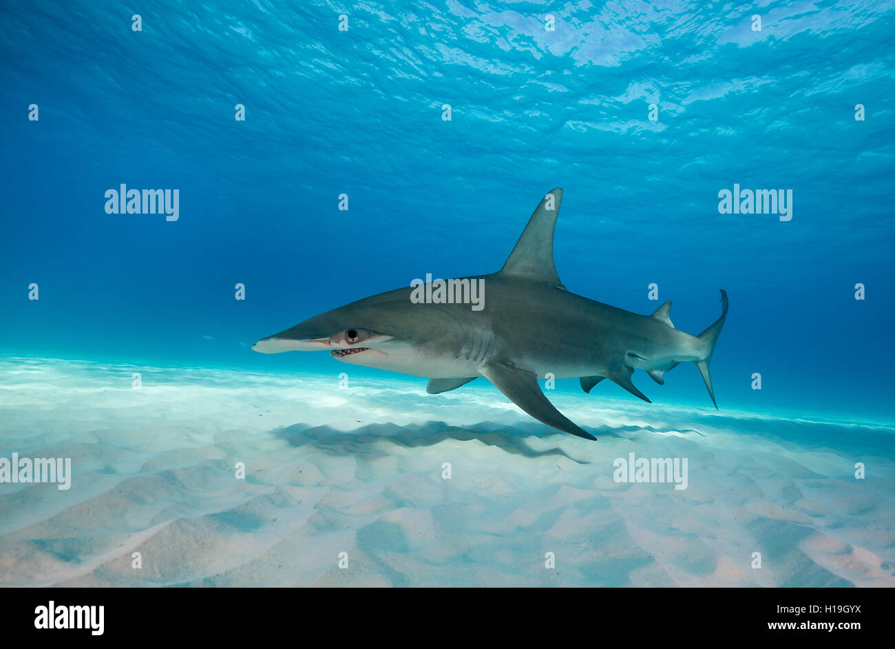 Requin marteau, sphyrna mokarran, à Bimini aux Bahamas, dans la mer des Caraïbes. Banque D'Images