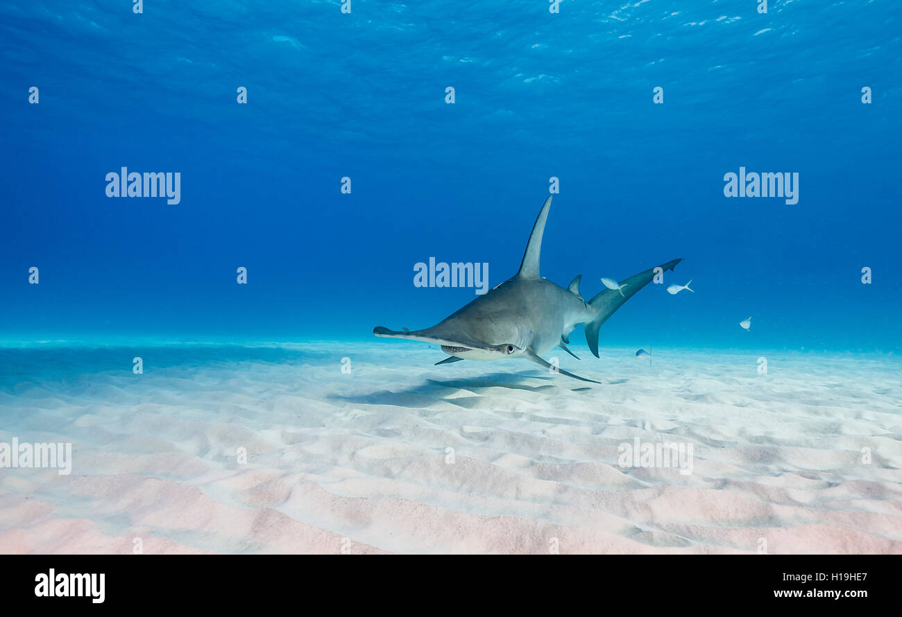 Requin marteau, sphyrna mokarran, à Bimini aux Bahamas, dans la mer des Caraïbes. Banque D'Images