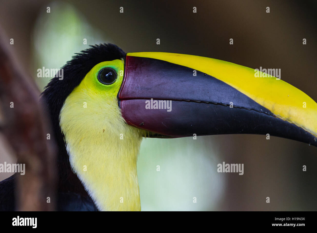 Close up d'un châtaigner mandibled toucan au Costa Rica Banque D'Images