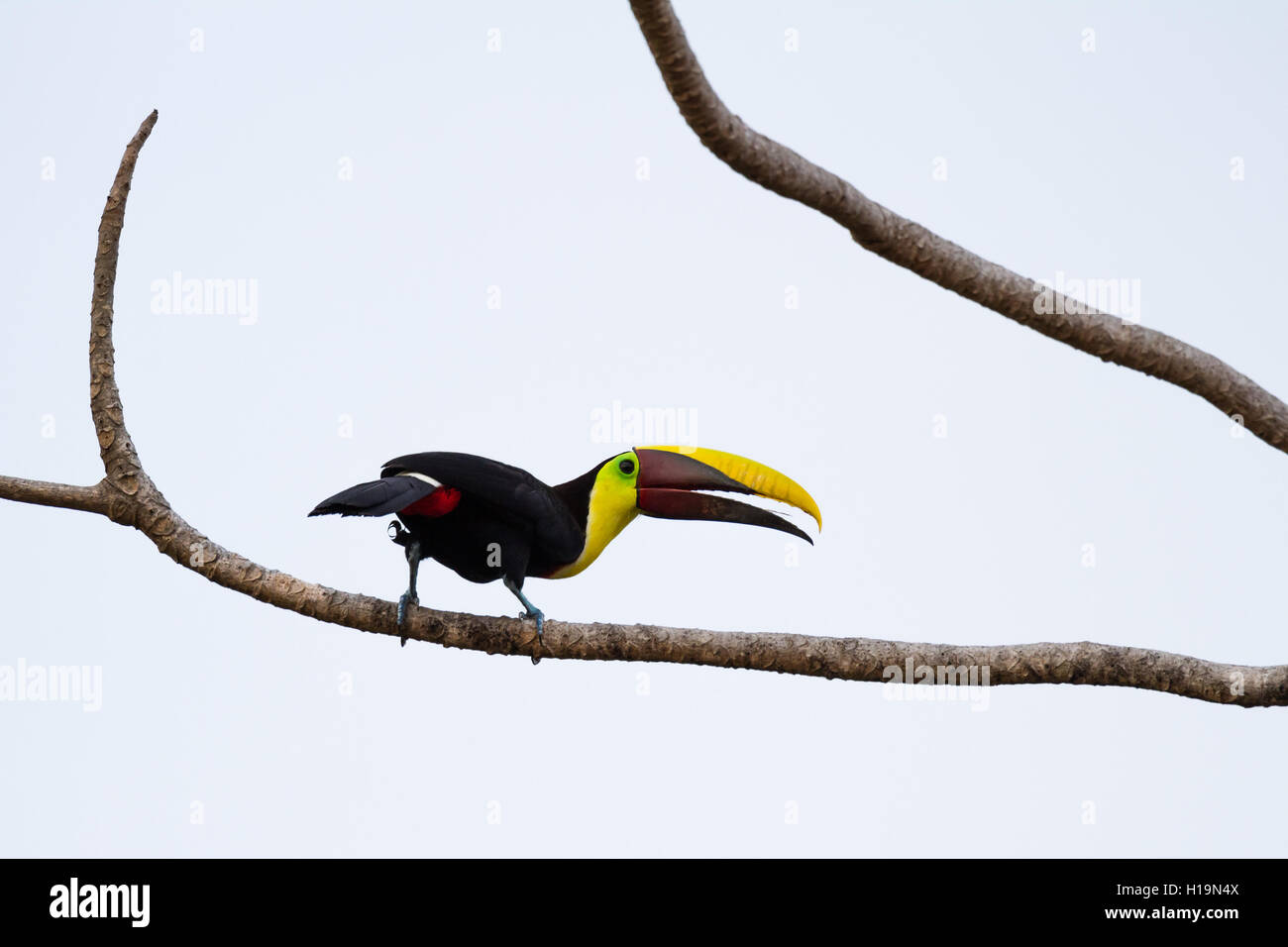 Mandibules châtaignier sauvage toucan perché sur une branche d'arbre dans le pacifique sud du Costa Rica Banque D'Images