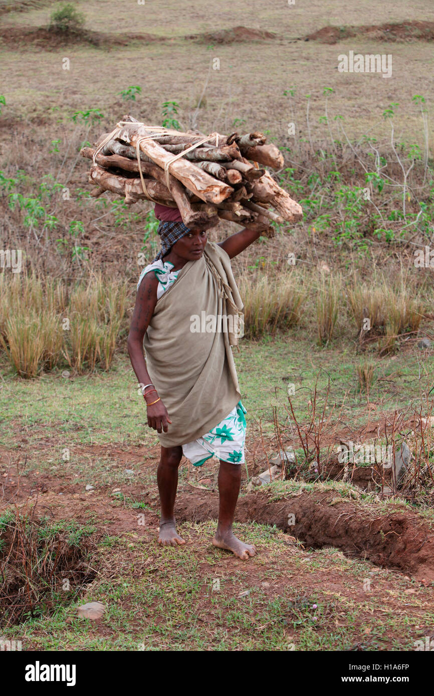 Femme tribal transporter le bois, l'Inde, chattisgarh Banque D'Images