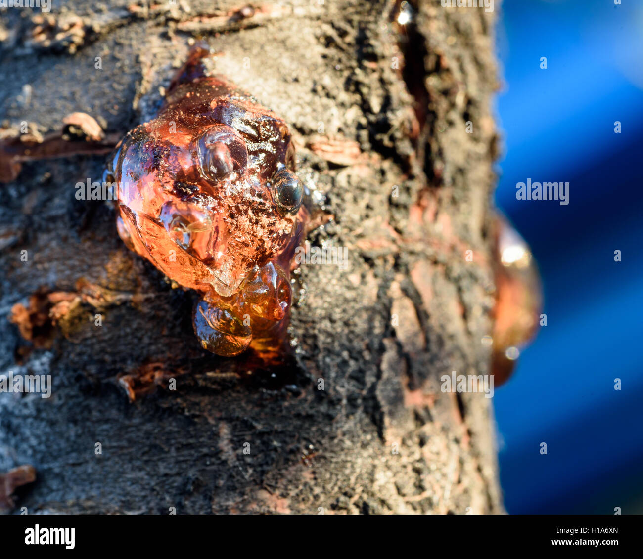 Sève d'ambre Banque de photographies et d'images à haute résolution - Alamy