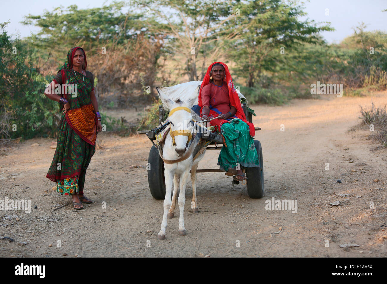 Femme dans une charrette à âne, tribu harijan, kutch, Gujarat, Inde Banque D'Images