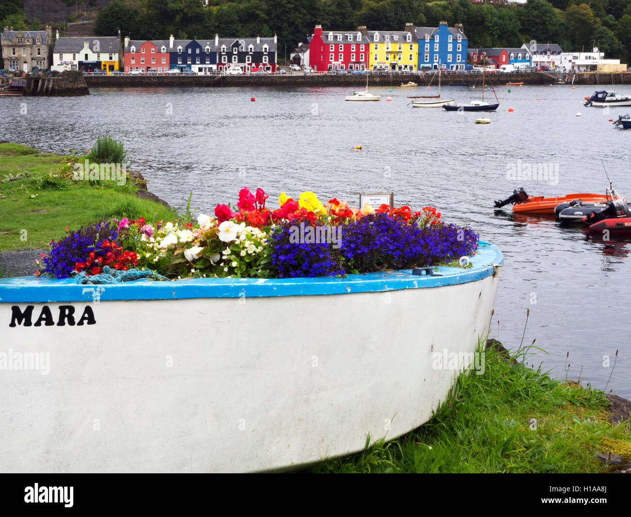 Affichage fleurs dans un vieux bateau dans le port de Tobermory Isle of Mull Argyll and Bute, Ecosse Banque D'Images