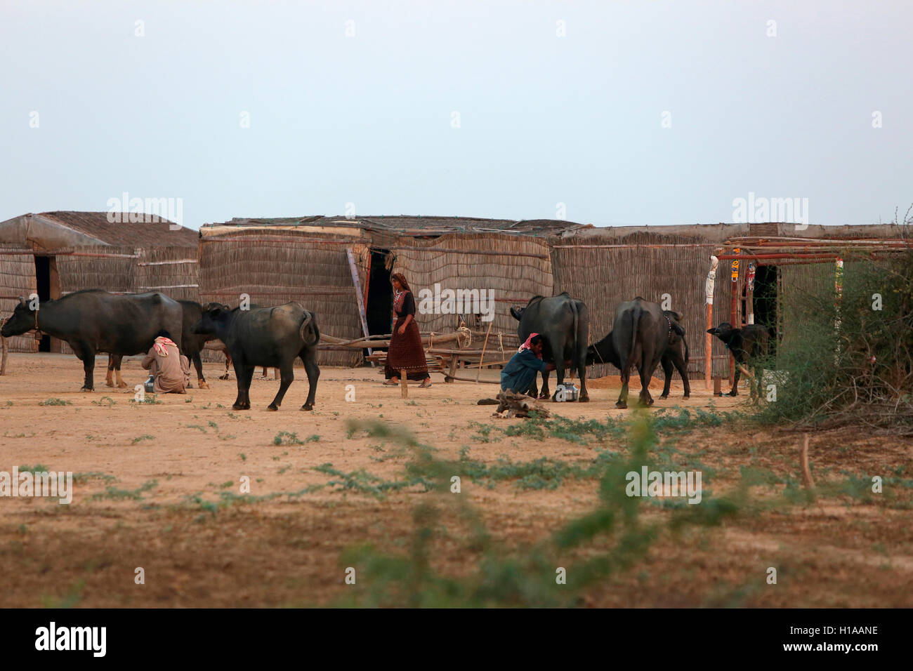 Cattles, medi village, kutch, Gujarat, Inde Banque D'Images