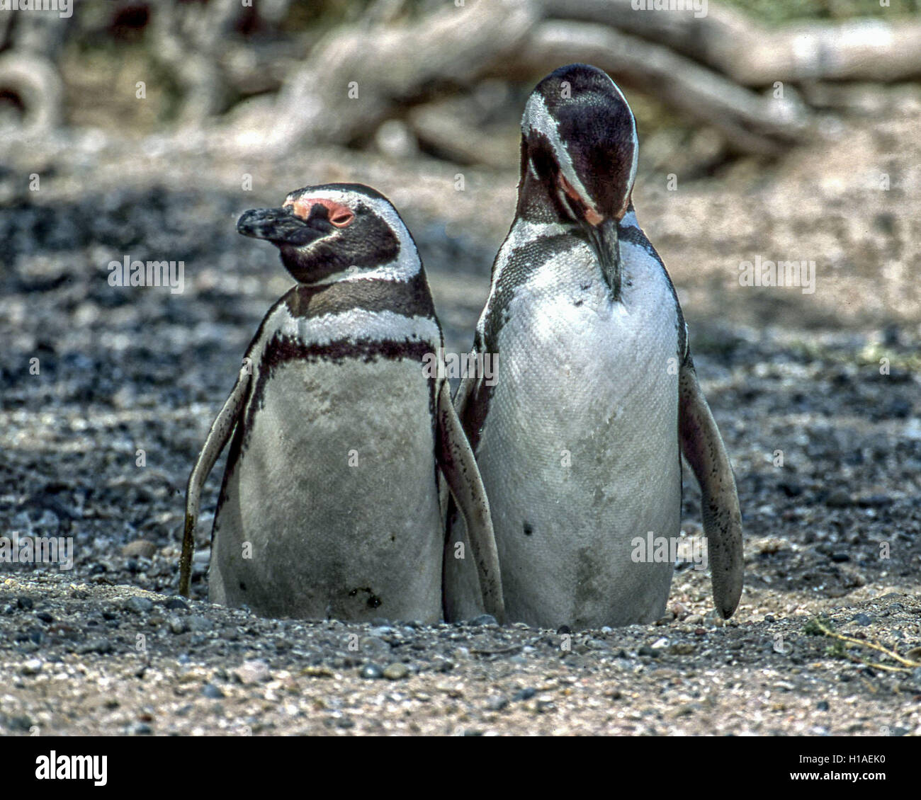 Chubut, Argentine. 4e février 2003. Une paire de manchots de Magellan (Spheniscus magellanicus) à la Punta Tombo réserve nationale. Sur la côte centrale de l'Argentine, au sud de Trelew dans la province de Chubut, elle est connue pour sa grande colonie de pingouins et de nidification est une attraction touristique populaire. Son projet scientifique protège l'écosystème et effectue de la recherche sur les espèces de Magellan. © Arnold Drapkin/ZUMA/Alamy Fil Live News Banque D'Images