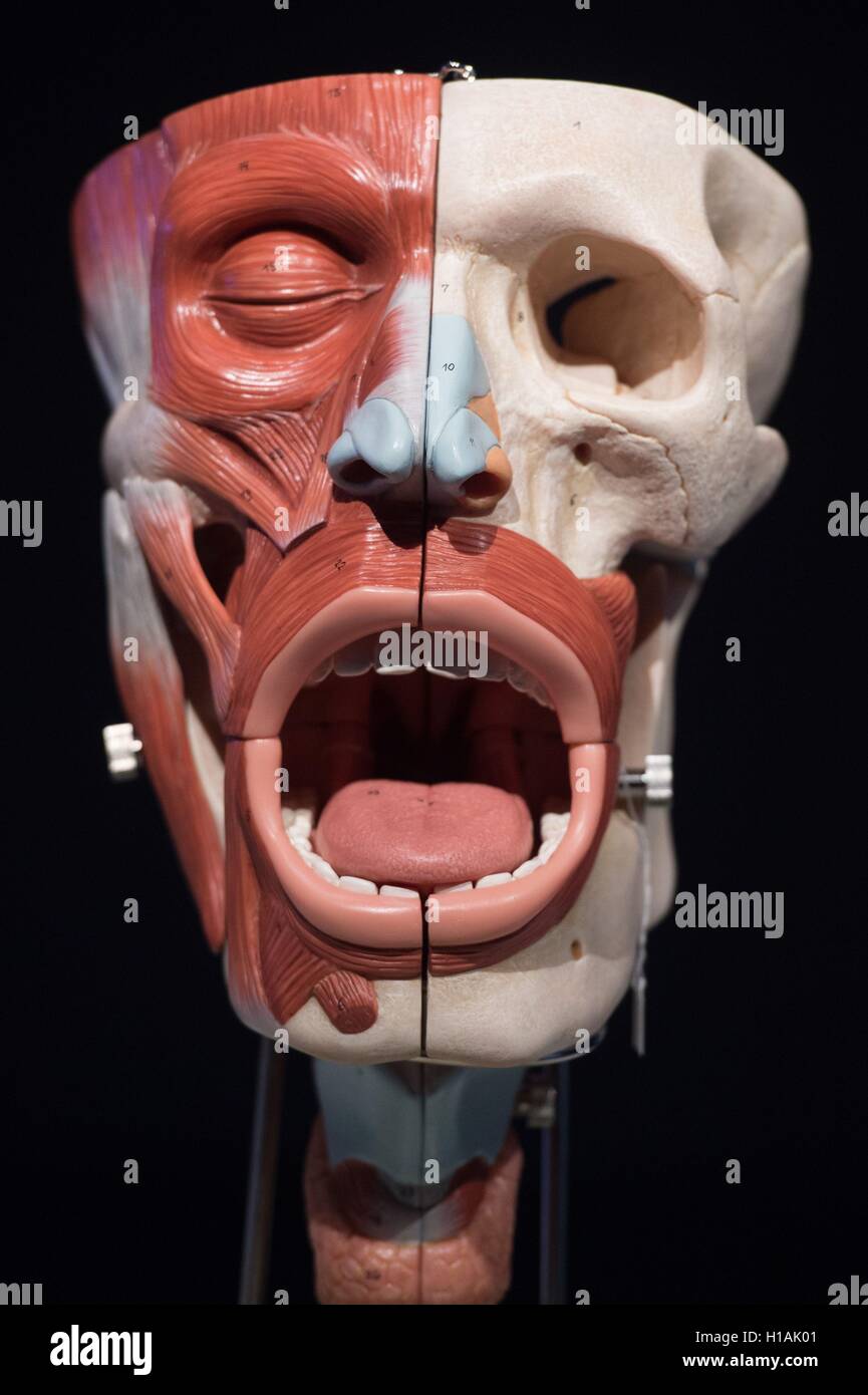 Dresde, Allemagne. 29Th Sep 2016. Le modèle d'un humain de la bouche, du nez et du pharynx est vu lors d'une conférence de presse sur l'exposition 'Sprache. Welt der Worte, Zeichen, Gesten" (lit. La langue. Le monde des mots, signes et gestes) au Musée de l'hygiène allemand à Dresde, Allemagne, 23 septembre 2016. L'exposition est présentée jusqu'au 20 août 2017. Photo : Sebastian Kahnert/dpa/Alamy Live News Banque D'Images