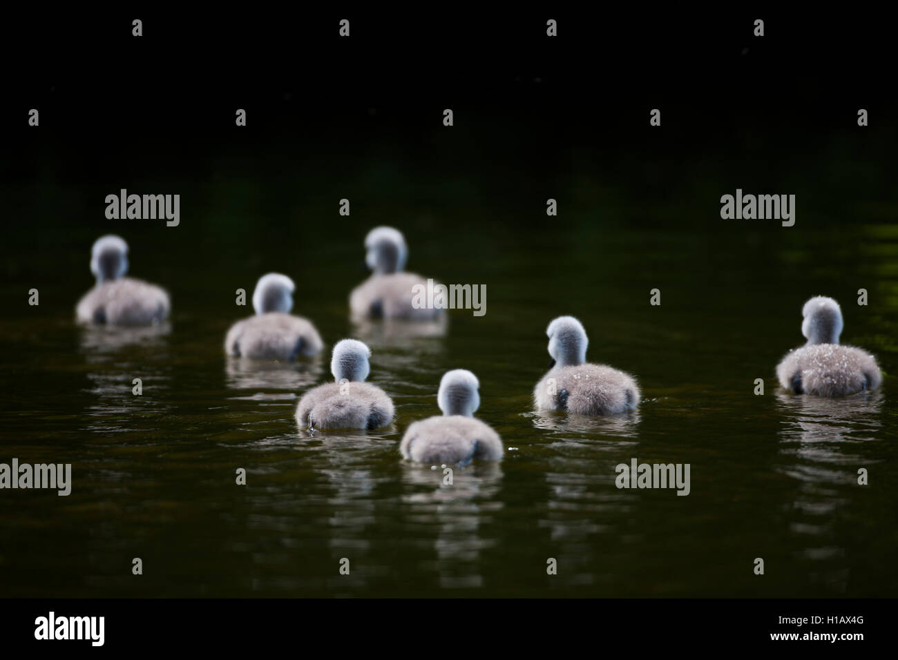 Cygne muet Cygnets Banque D'Images