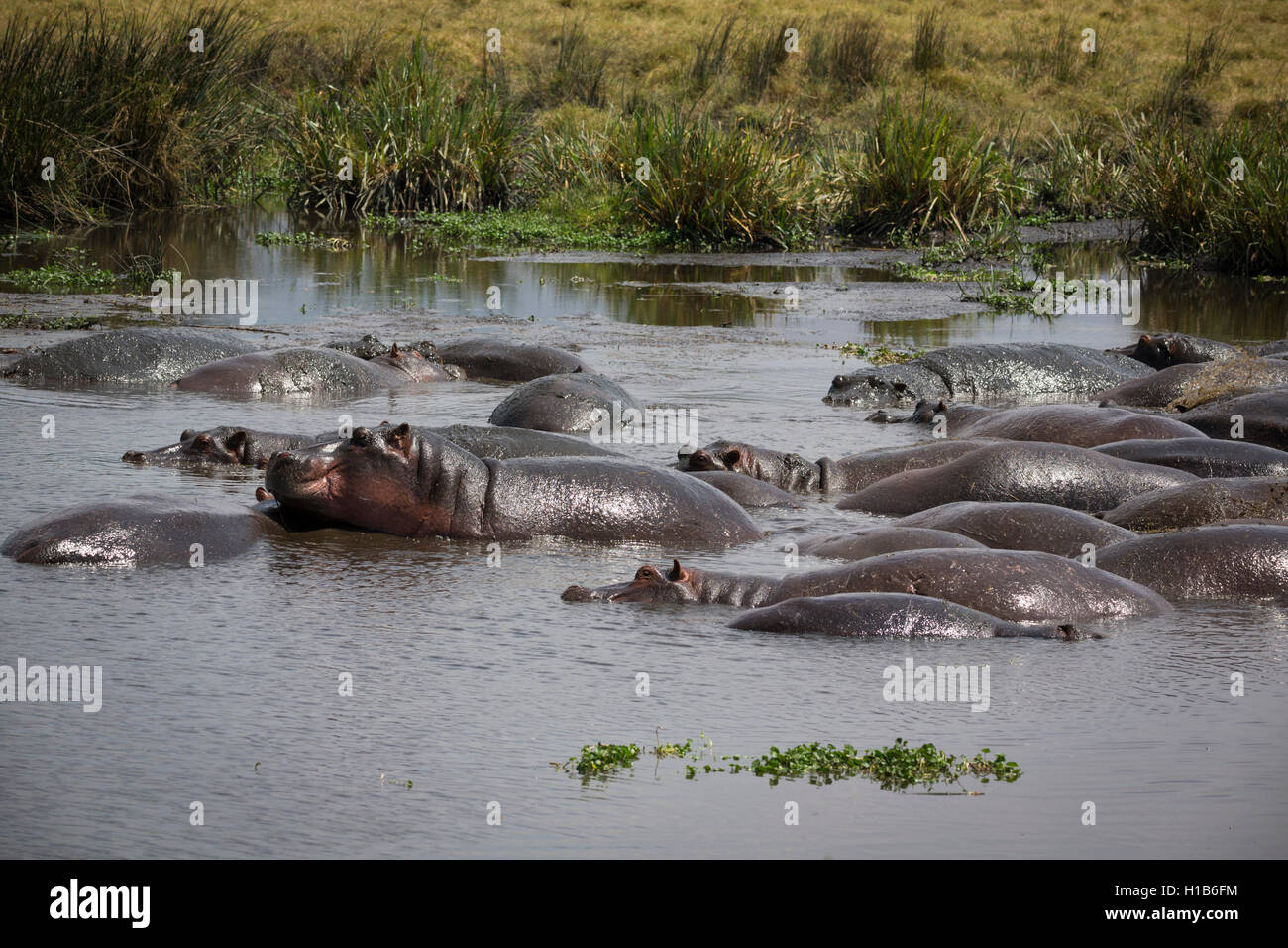 Un groupe d'hippopotames se vautrer dans un lac Banque D'Images