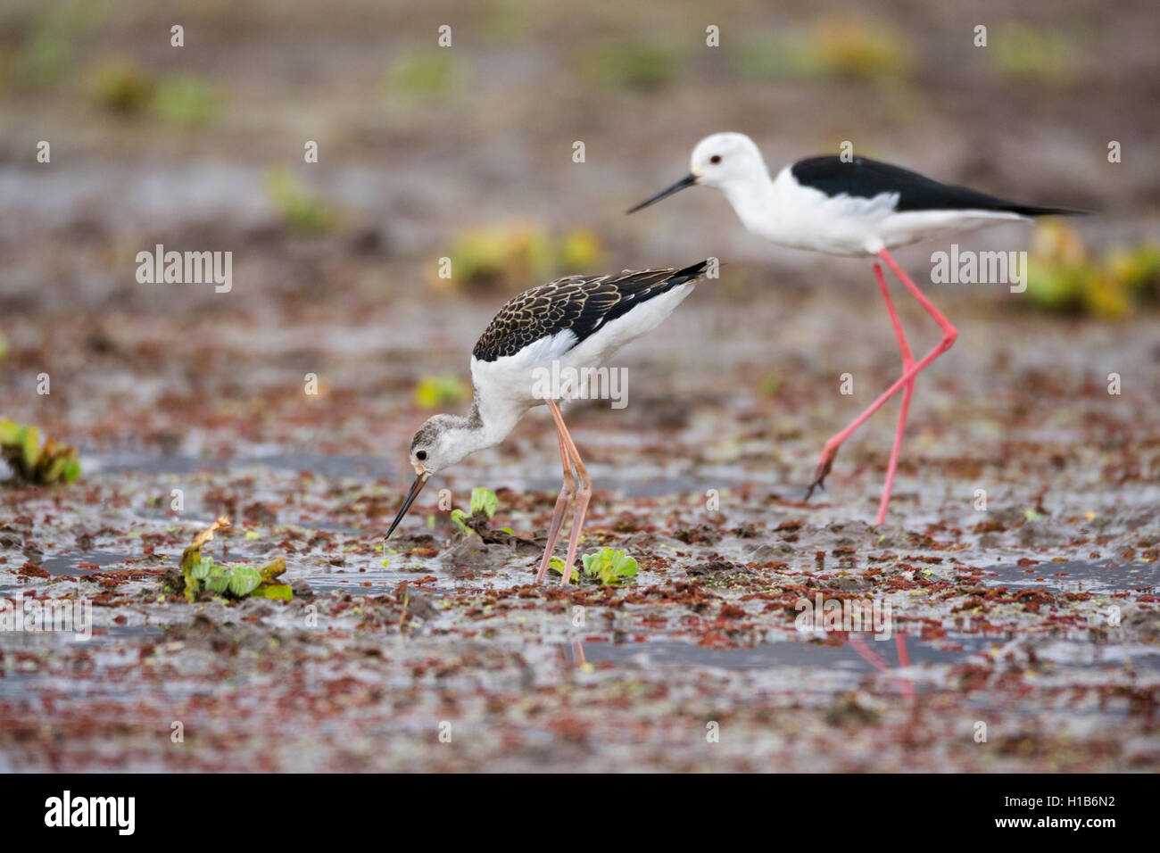 Les adultes et les juvéniles des échasses à ailes (Himantopus himantopus) Banque D'Images