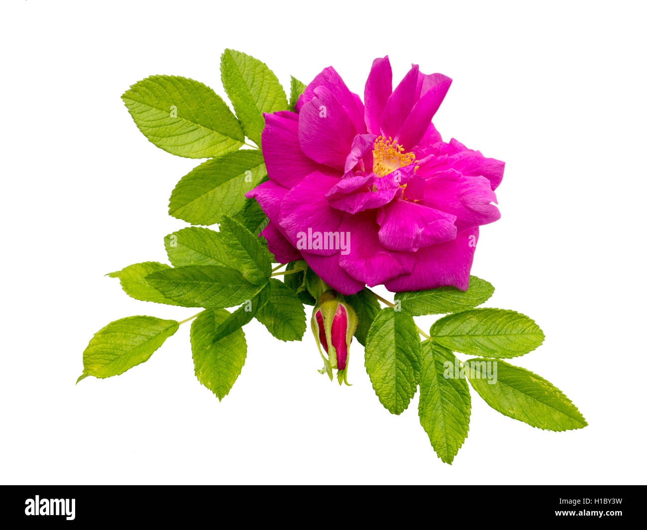 Rosa rugosa rose avec des feuilles et des bourgeons isolated on white Banque D'Images