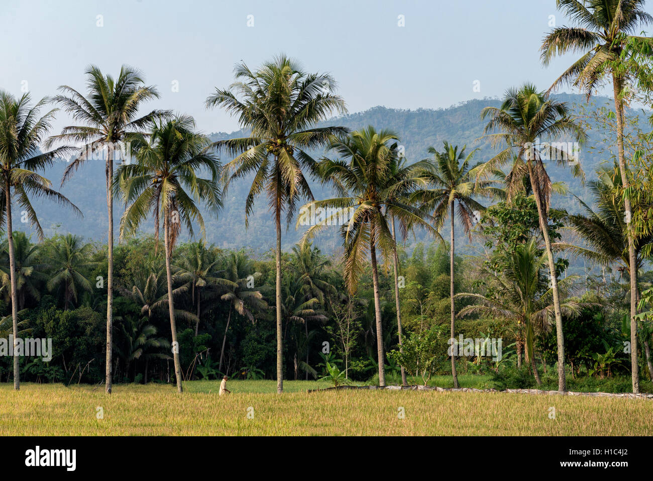 Riz paddy et cocotiers avec les montagnes en arrière-plan Banque D'Images