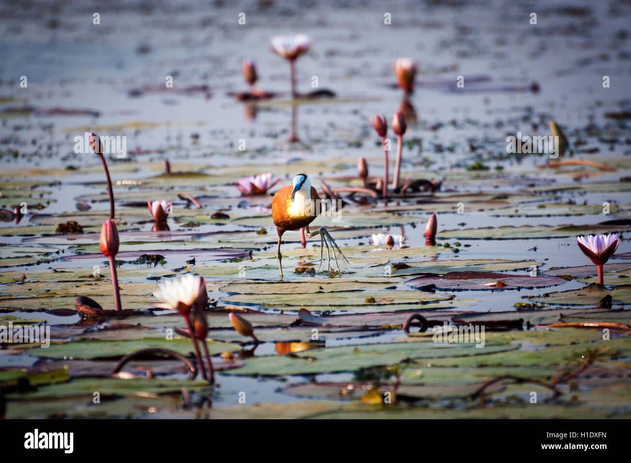 Jacana africain dans la rivière Chobe, Parc National de Chobe, au Botswana, l'Afrique Banque D'Images Jacana africain dans la rivière Chobe, Parc National de Chobe, au Botswana, l'Afrique Banque D'Images