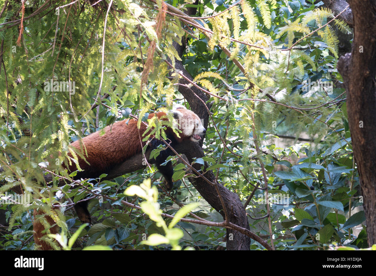 Le panda rouge, le zoo de Central Park, NYC, USA Banque D'Images