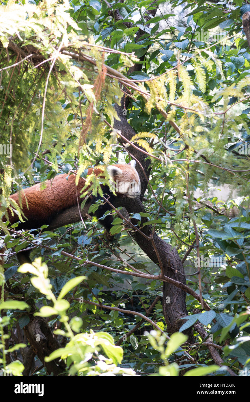 Le panda rouge, le zoo de Central Park, NYC, USA Banque D'Images
