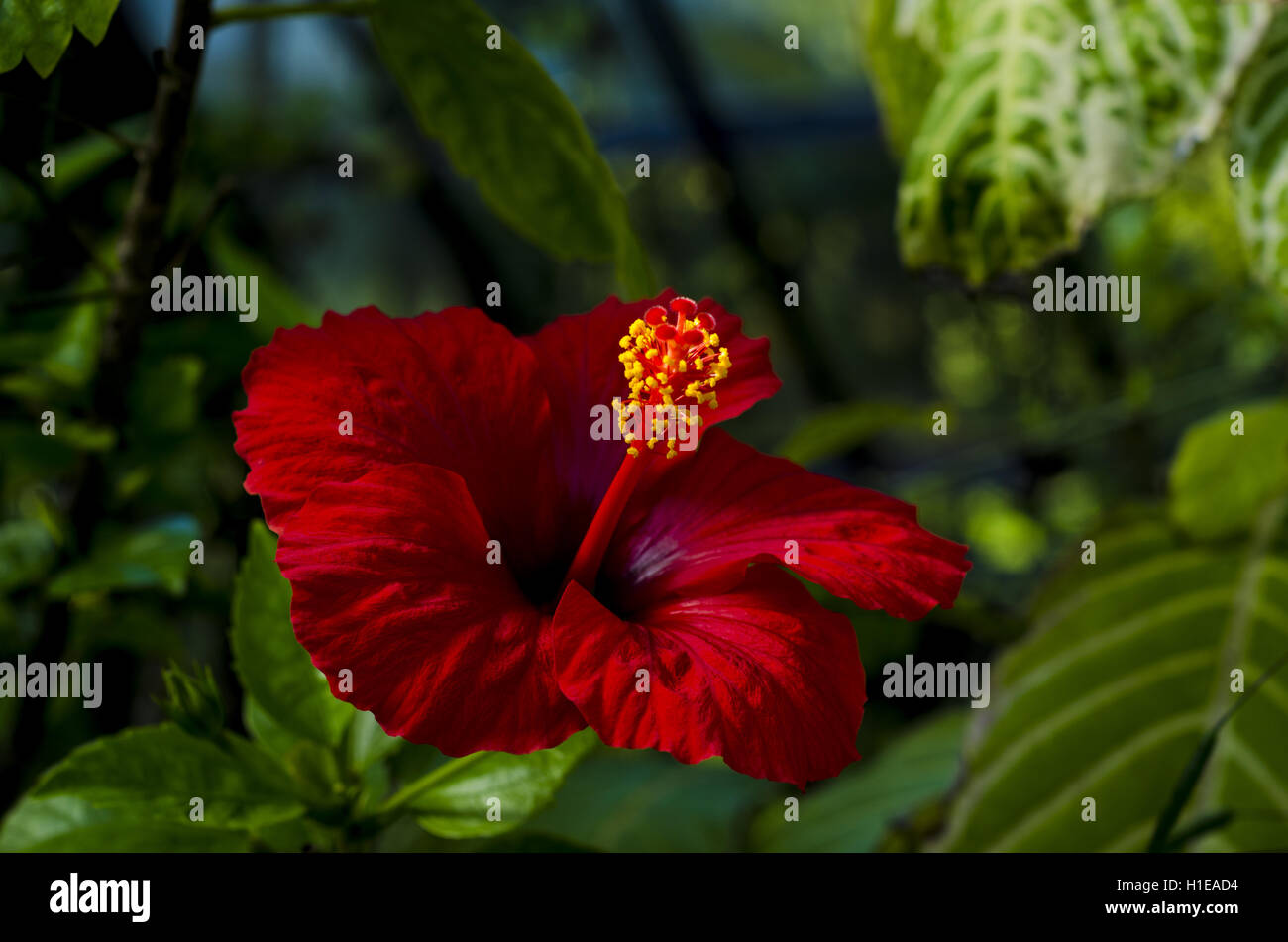 Fleur rouge provenant des collections dans les jardins botaniques, Glasgow Banque D'Images