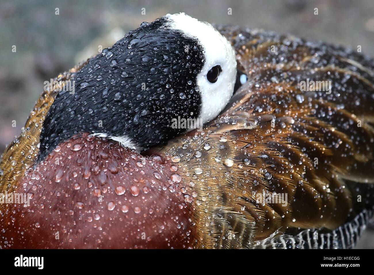 Canard à face blanche sous la pluie Banque D'Images