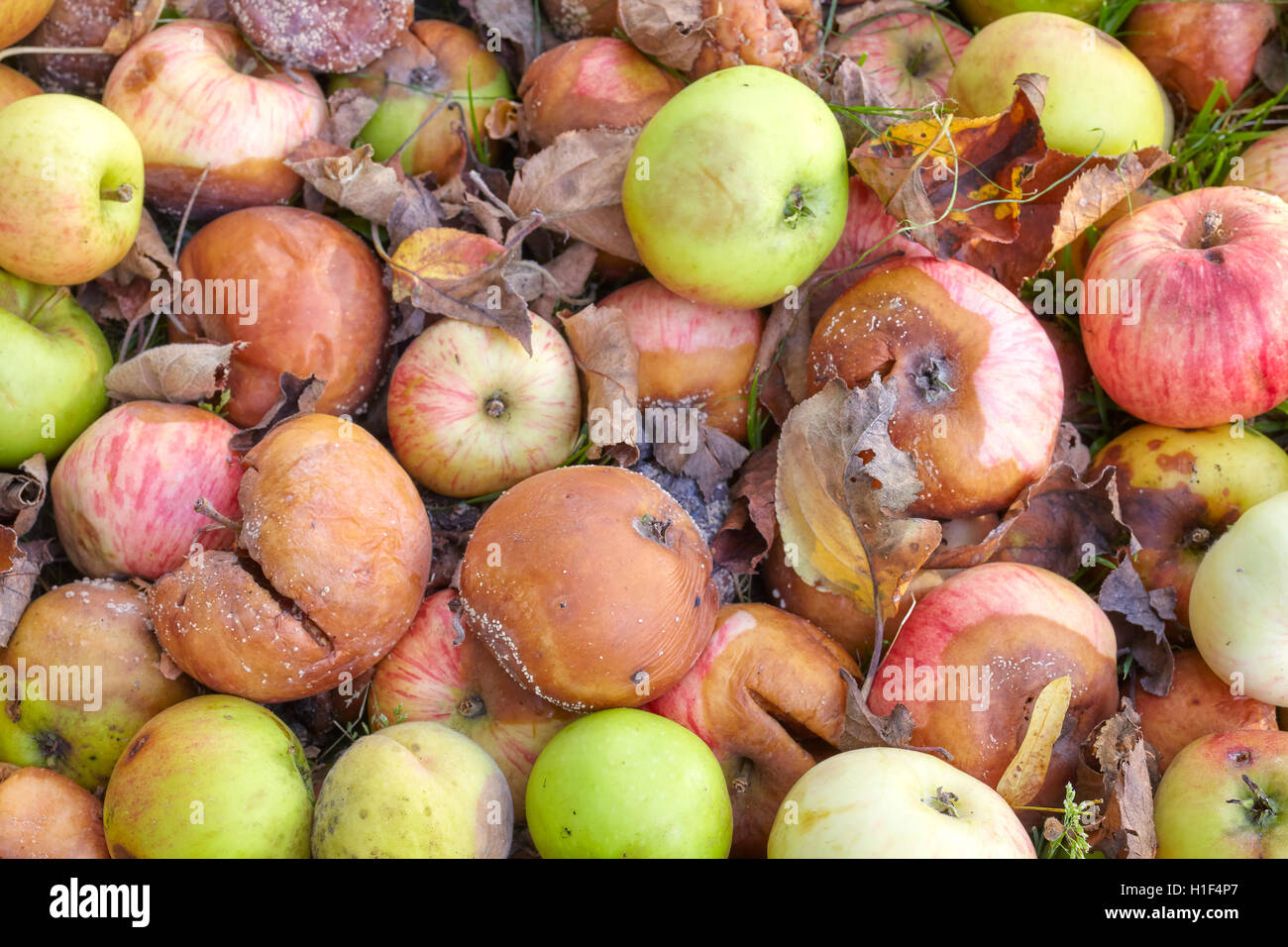 Close up photo de pommes pourries dans un jardin. Banque D'Images