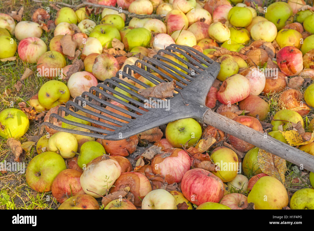 Râteau sur les pommes pourries dans un jardin, le nettoyage d'automne concept. Banque D'Images