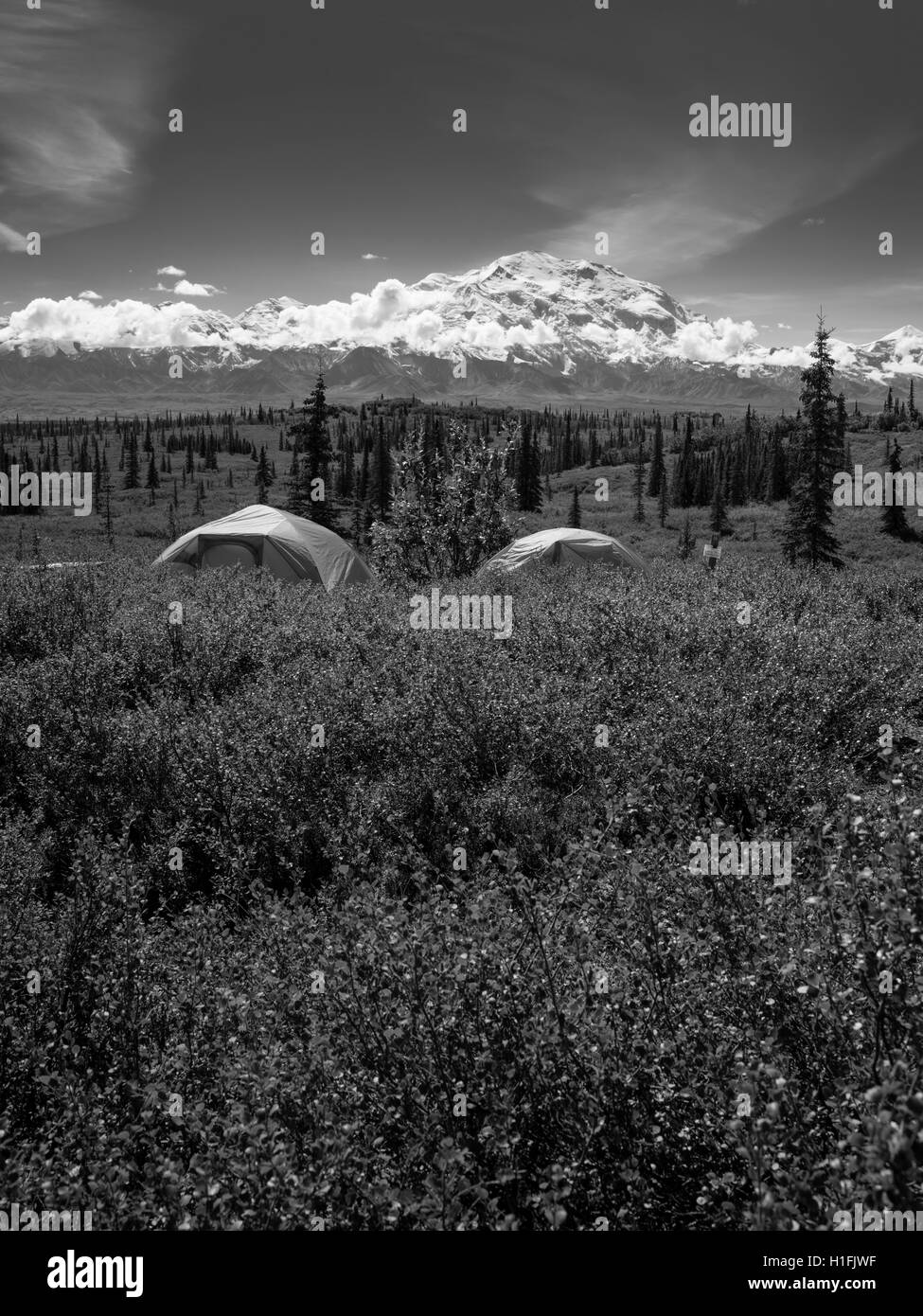 Avis de Denali, la Merveille de l'étonnant lac Camping, le parc national Denali, en Alaska. Banque D'Images