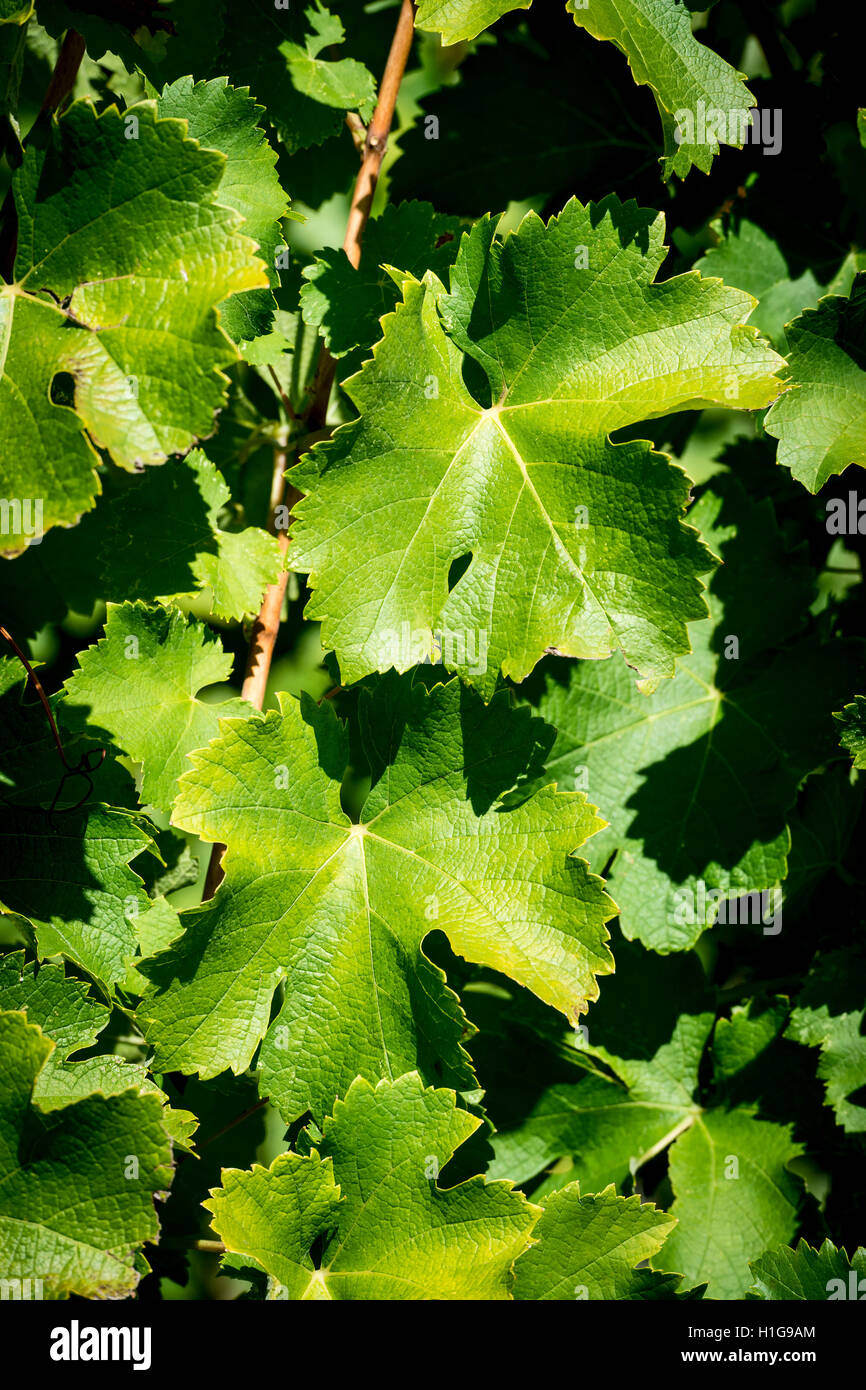 Les feuilles de vigne verte Banque D'Images