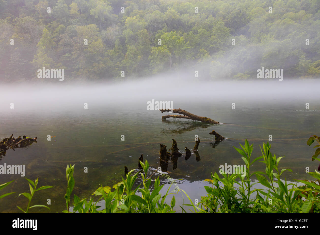 Tôt le matin, le brouillard sur la rivière à Norris Dam State Park Banque D'Images