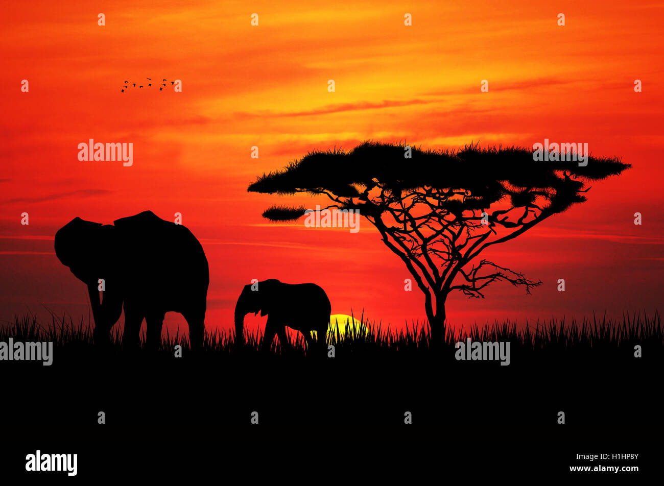 Au coucher du soleil de l'éléphant Banque D'Images