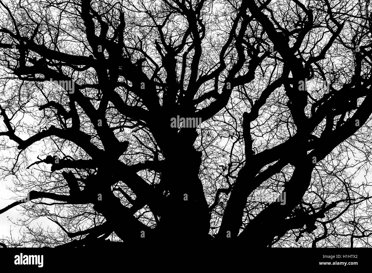 Le noir et blanc silhouette de tree detail-view Banque D'Images