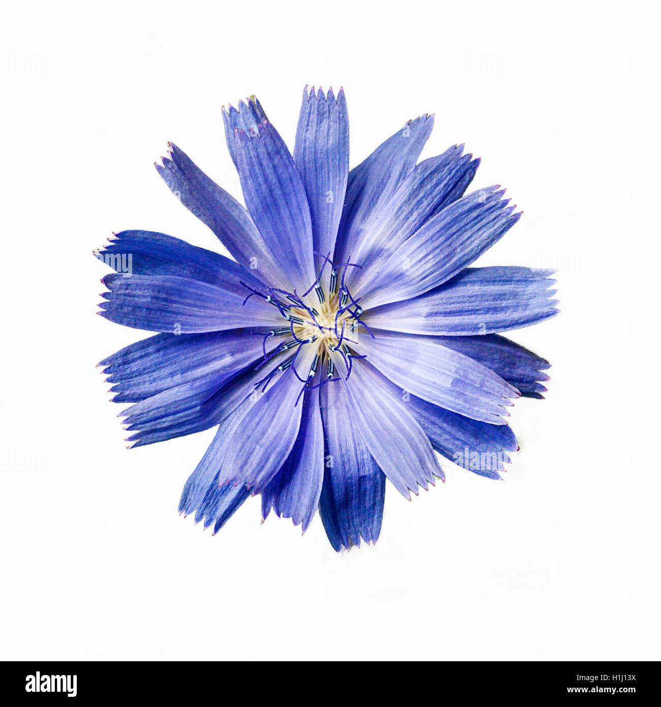 Chicorée commune (Cichorium intybus) macro fleurs isolé sur whi Banque D'Images