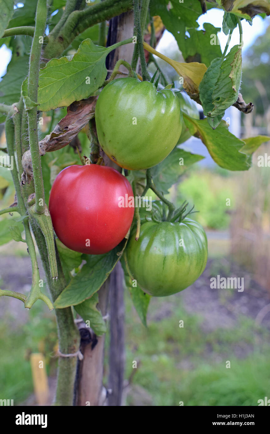 Tomates Beefsteak, également connu sous le nom de tomates. Banque D'Images