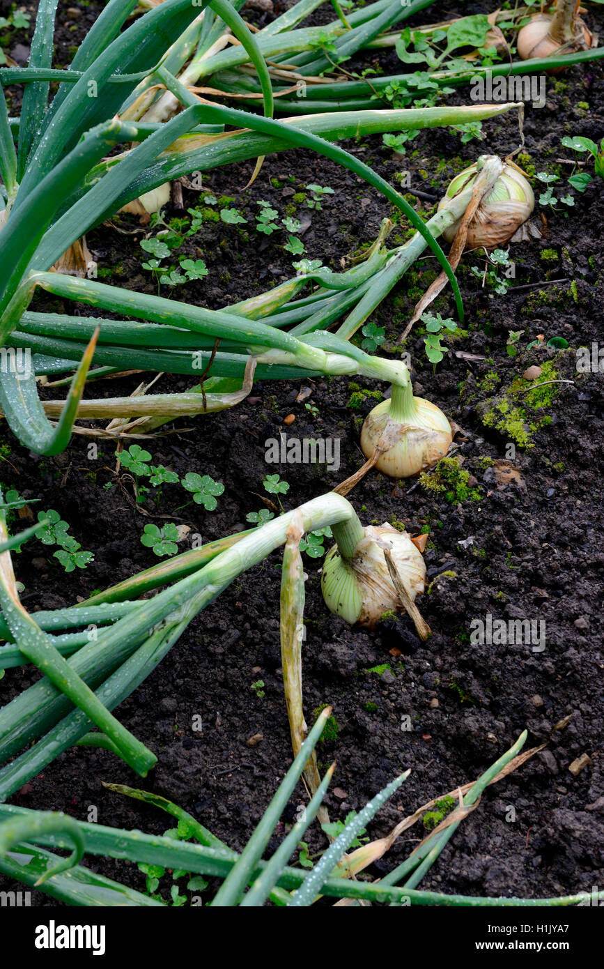 Dans Erdboden Zwiebeln, Allium cepa Banque D'Images