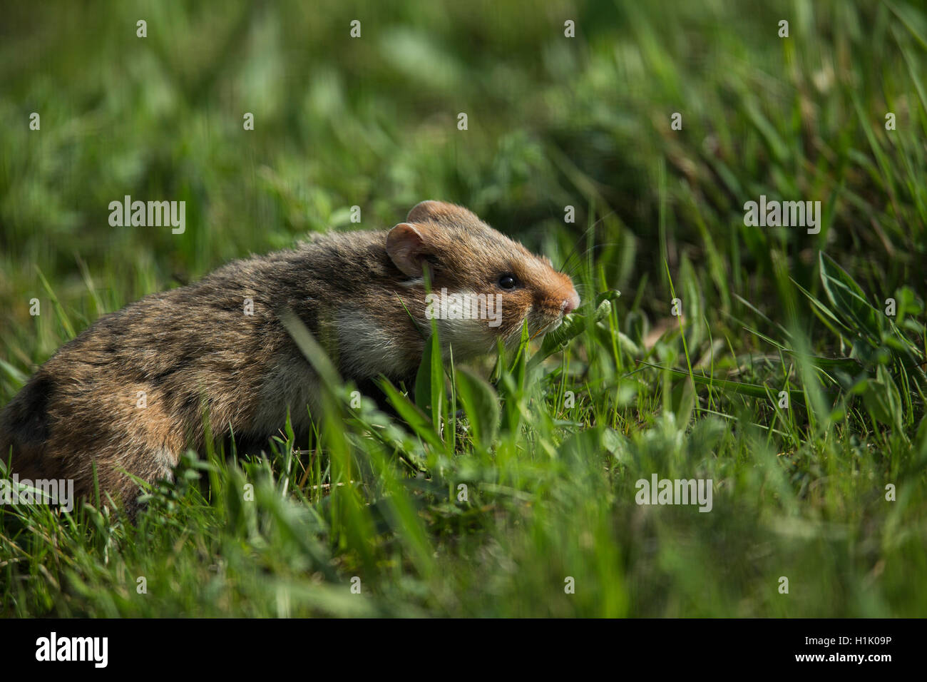 Grand hamster, adulte, Vienne, Autriche, (Cricetus cricetus) Banque D'Images