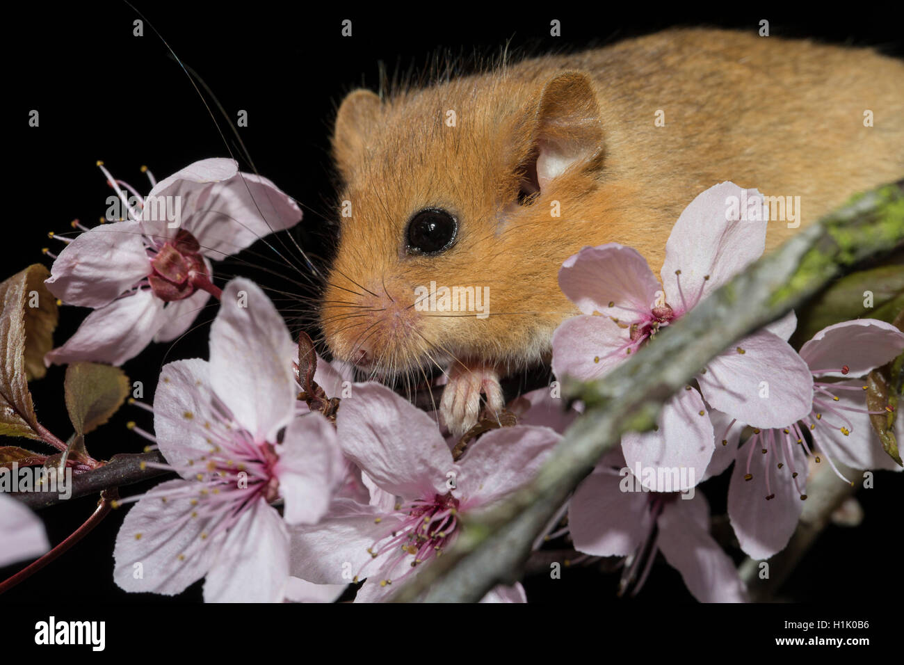 Hazel Dormeuse adulte, dans myrobalab à fleurs prunier (Prunus cerasifera nigra (Muscardinus avellanarius),) Banque D'Images