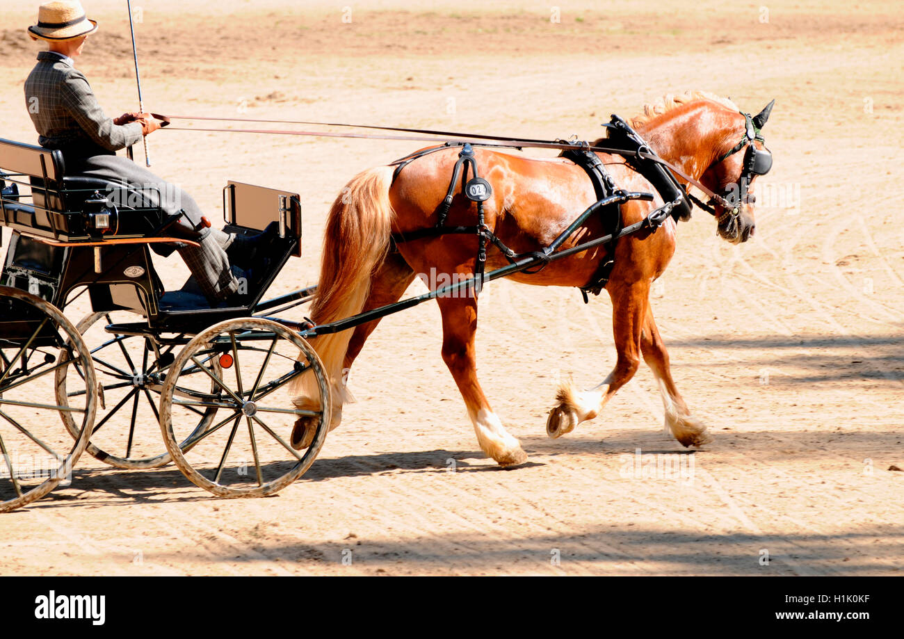 Welsh Cob, conduite, transport combiné, sport équestre, faisceau Banque D'Images