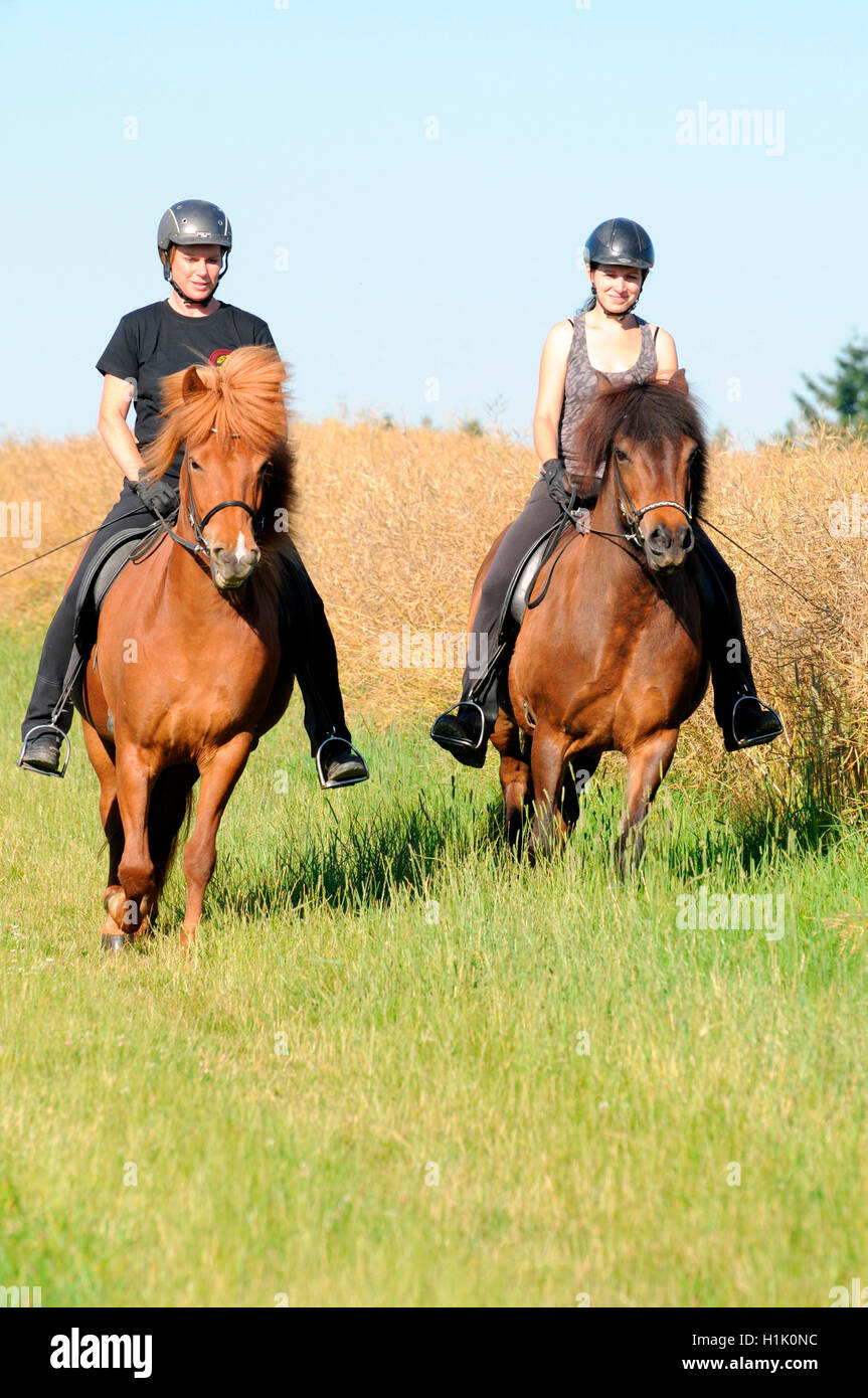 Hacking avec des chevaux Islandais Banque D'Images