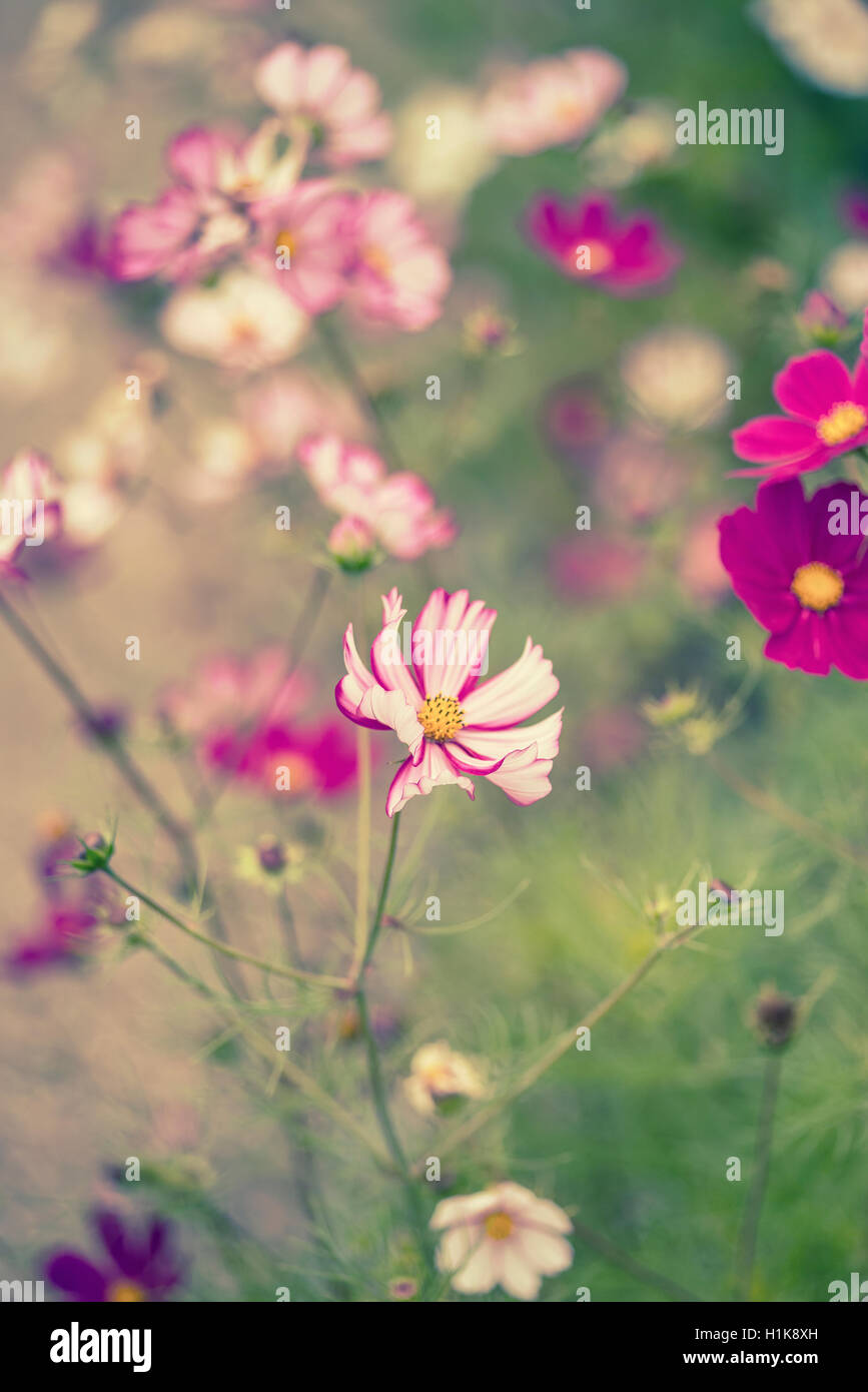 Superbe image de prairie de fleurs sauvages en été avec effet retro vintage filtres appliqués Banque D'Images
