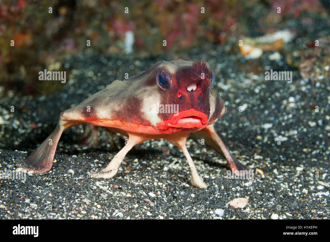 Red-lipped platax, Ogcocephalus darwini, Cabo Douglas, île Fernandina Galapagos, Equateur, Banque D'Images
