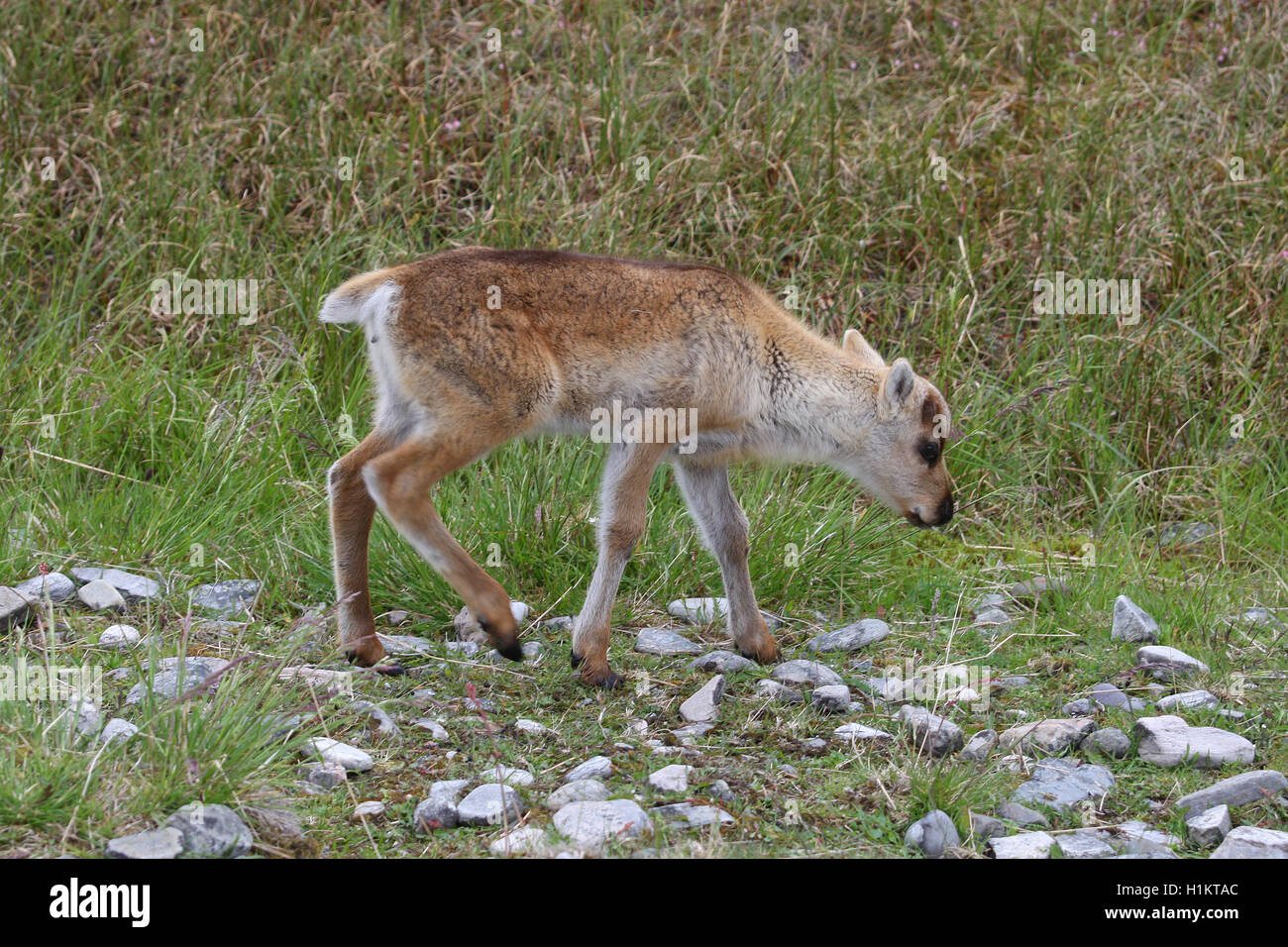 Le renne (Rangifer tarandus) veau dans la toundra, la Laponie, la Norvège Banque D'Images