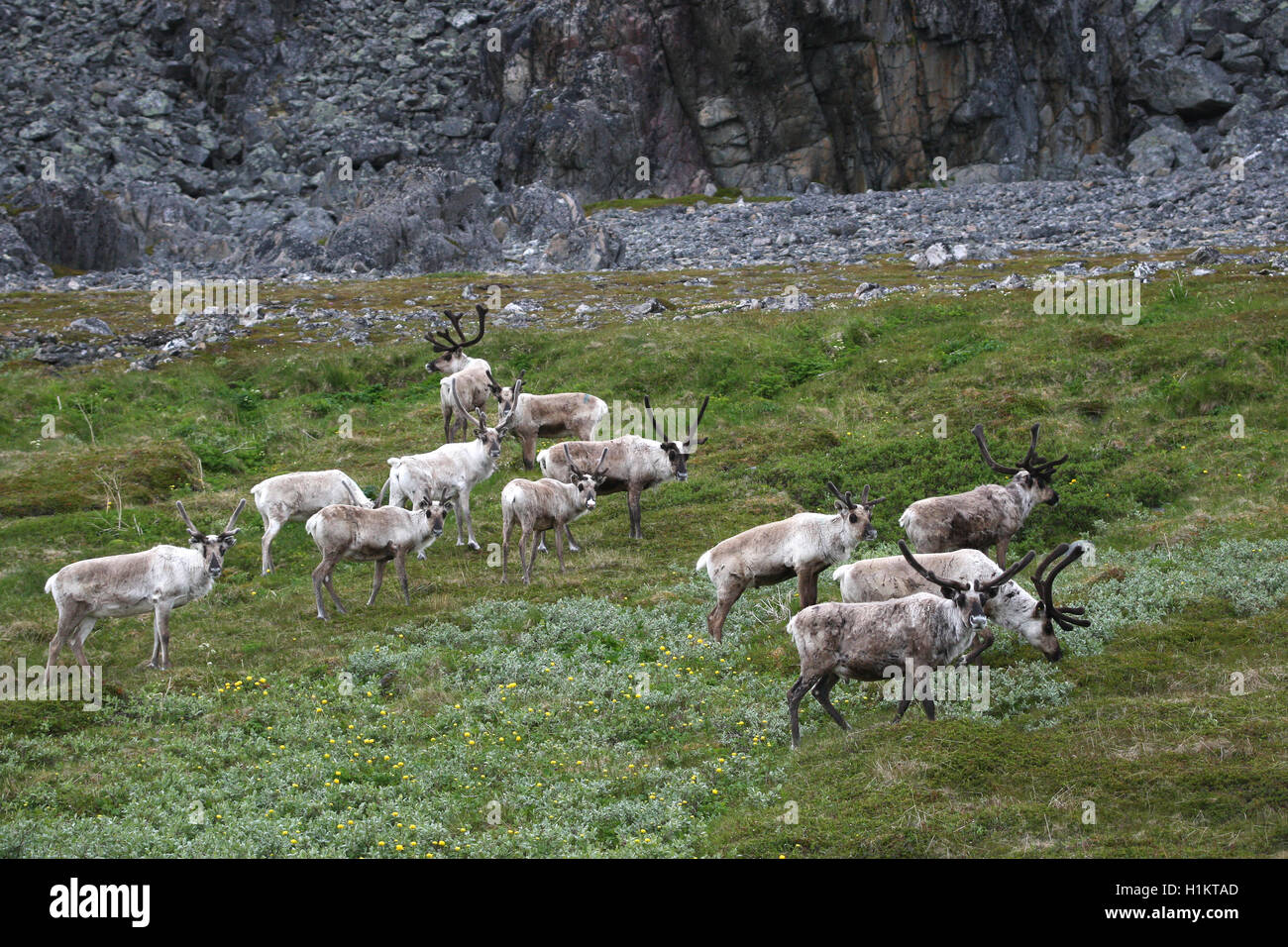 Le renne (Rangifer tarandus) troupeau dans la toundra, la Laponie, la Norvège Banque D'Images