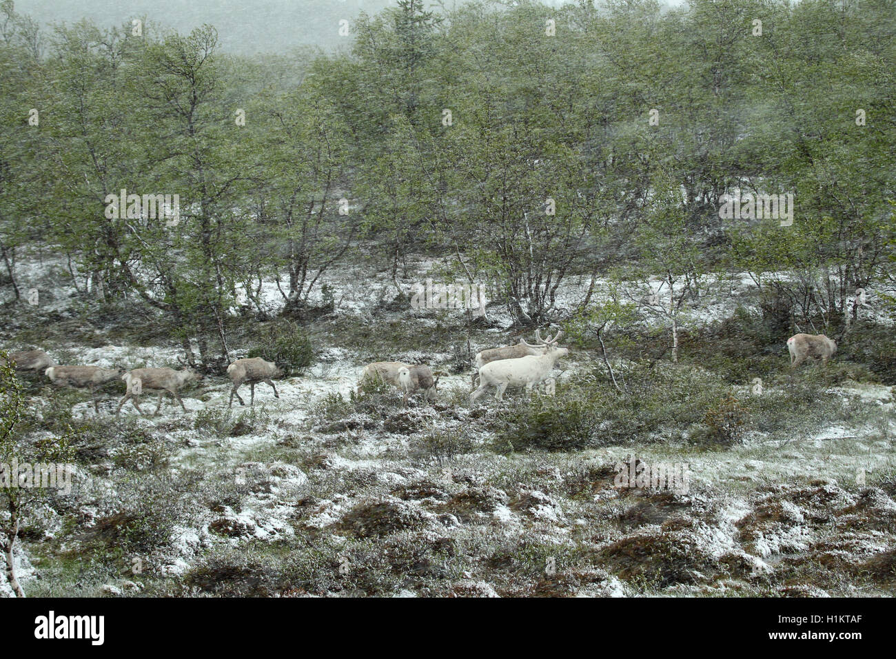 Le renne (Rangifer tarandus) troupeau dans la neige, la toundra, la Laponie, la Norvège Banque D'Images